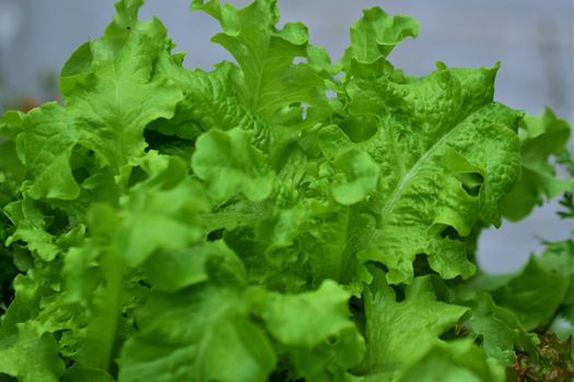 green pick salad as a close-up
