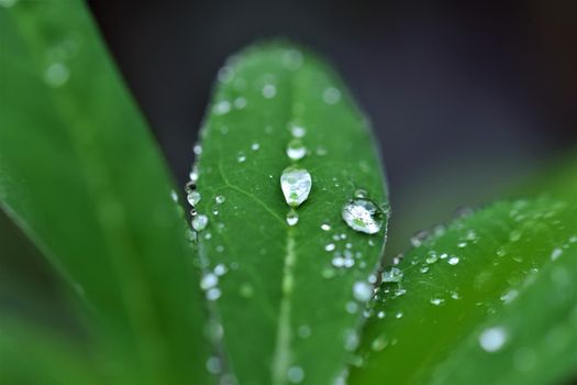 Waterdrops on a lupine leaf as a close up against a dark blurred background