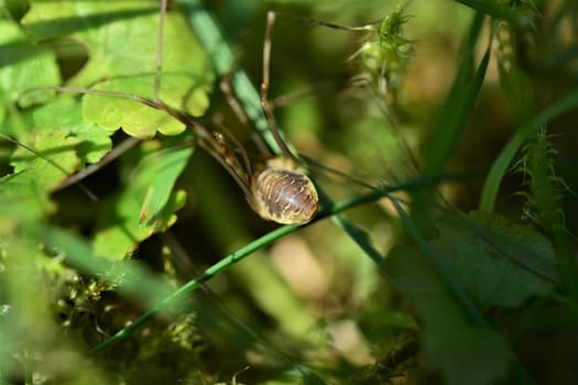 One brown spider with long legs in the lawn