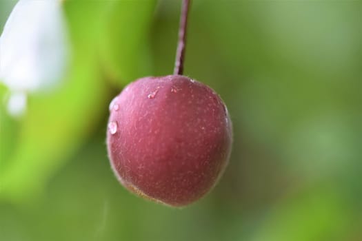 One red apple hanging in a tree as a close up against a blurred green background