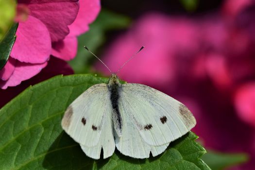 Pieris rapae - cabbage white butterfly at a pink hydrangea blossom as a closeup