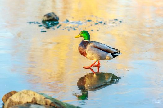 A male mallard casually walks on a frozen lake.