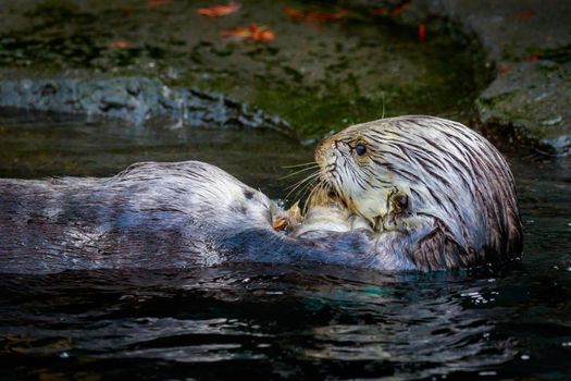 A Sea Otter feeding on small chunk of food in the water.