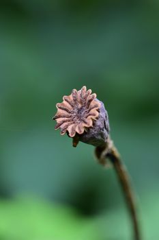 One brown dry poppy seed capsule against a blurry green background as a close up