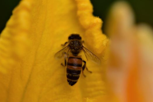 Honey bee in a yellow pumkin blossom as a close up