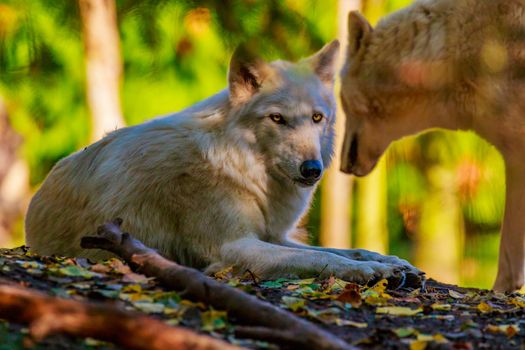 Two gray wolves hanging out in the woods.
