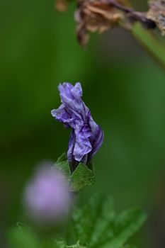 close up of a n unfolding purple striped mallow flower