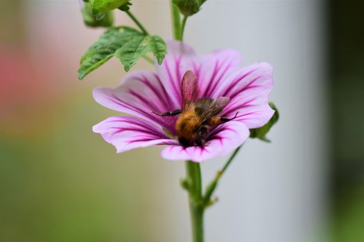 Bumble bee collects pollen in a purple striped mallow flower