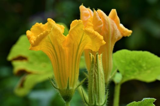 Two yellow pumkin blossoms against a dark background as a close up