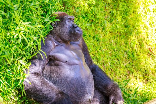 Western Lowland Gorilla sleeping on the grass, in National Zoo.