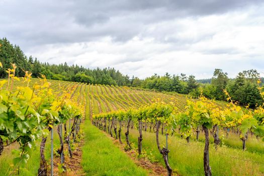 Oregon vineyard in the summer, overcast day.