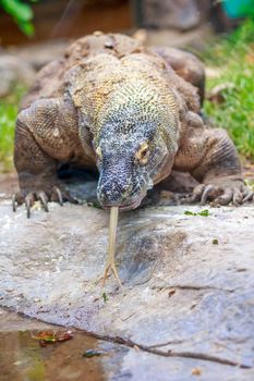 Komodo dragon wander with tongue hanging.