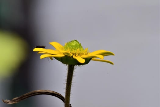 Fly on a yellow flower against a grey blurred background as a side view and a close up