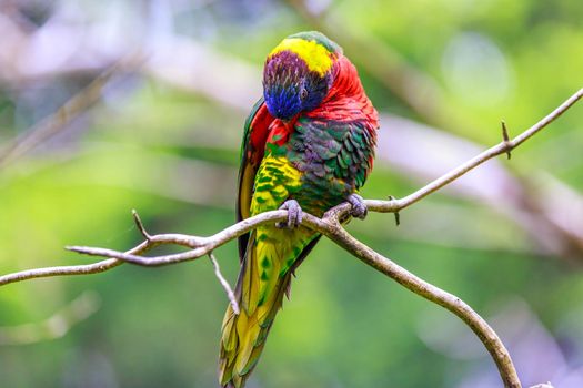 A colorful lorikeet (type of parrot) perches on the tree branch, picking feathers.