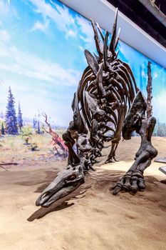 Drumheller, AB Canada - AUGUST 14, 2014: Stegosaurus fossil is on exhibition in Royal Tyrrell Museum of Palaeontology.