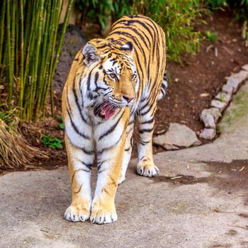 Close up of Amur Tiger (Panthera tigris altaica).