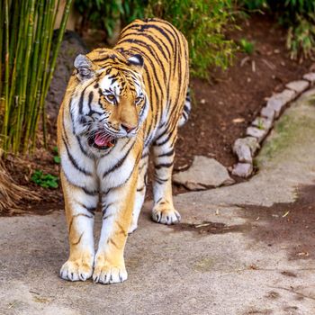 Close up of Amur Tiger (Panthera tigris altaica).