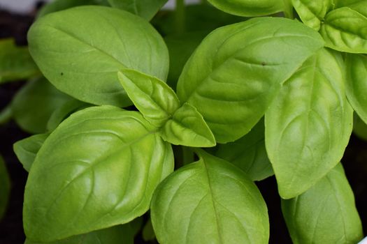 Close-up of basil against a blurred background