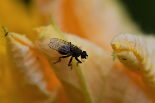 Fly on a yellow pumkin blossom as a close up