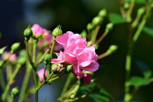 Pink rose blossom and green buds on the bush against a blurred background