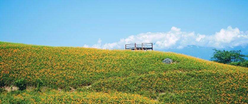 Beautiful orange daylily flower farm on Liushidan mountain (Sixty Rock Mountain) with blue sky and cloud in Taiwan Hualien Fuli, close up, copy space