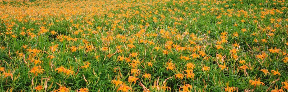 Beautiful orange daylily flower farm on Liushidan mountain (Sixty Rock Mountain) with blue sky and cloud in Taiwan Hualien Fuli, close up, copy space