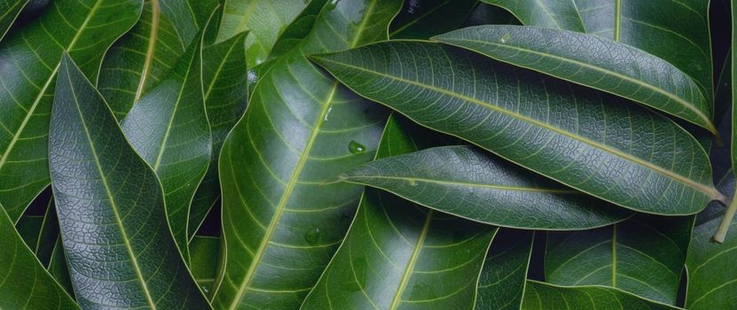 Mango leaves background, beautiful fresh green group with clear leaf vein texture detail, copy space, top view, close up, macro. Tropical concept.