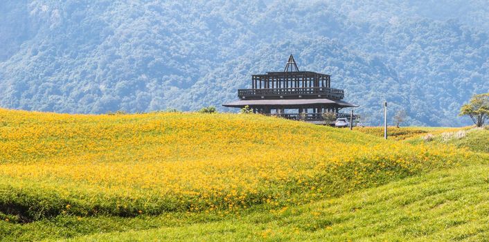 Beautiful orange daylily flower farm on Sixty Rock Mountain (Liushidan mountain) with blue sky and cloud, Fuli, Hualien, Taiwan, close up, copy space