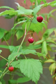 Ripe red rashberries on a bush