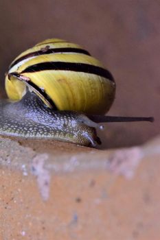 Close-up of a housing snail