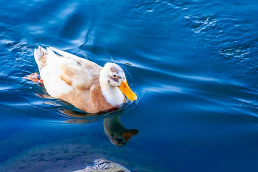 A white-brown wild duck swiming along the creek, with its reflection showing in the water.