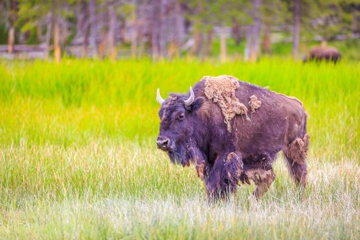 Adult Bison wanders inside Yellowstone National Park