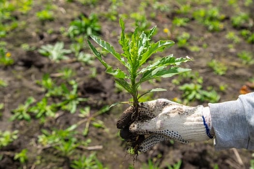 Digging up the weed sow thistle in the garden. Selective focus. Nature.