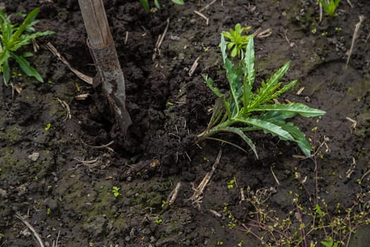 Digging up the weed sow thistle in the garden. Selective focus. Nature.