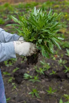 Digging up the weed sow thistle in the garden. Selective focus. Nature.