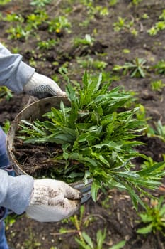 Digging up the weed sow thistle in the garden. Selective focus. Nature.