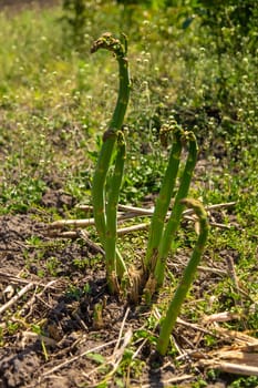 Asparagus grows in the garden. Selective focus. Food.