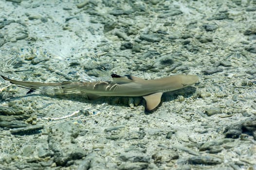 Blacktip reef shark (Carcharhinus Melanopterus), Male North, Maldives