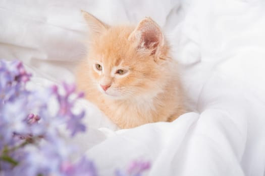 Cute ginger kitten and pink flowers on a white blanket. Greeting card with women's day, birthday, mother's day.