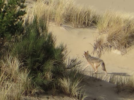 View of Coyote among Beach Plants from Above . High quality photo