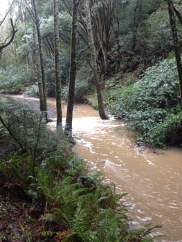 Rainy Hike by Muddy Stream Near San Francisco . High quality photo