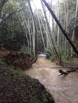 Rainy Hike by Muddy Flowing Stream Near San Francisco . High quality photo