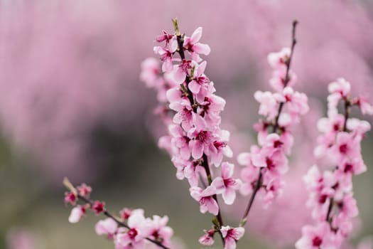 A peach blooms in the spring garden. Beautiful bright pale pink background. A flowering tree branch in selective focus. A dreamy romantic image of spring. Atmospheric natural background.