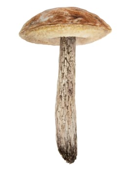 Wild mushroom watercolor hand drawn botanical realistic illustration. Forest boletus isolated on white background. Great for printing on fabric, postcards, invitations, menus, book of recipes