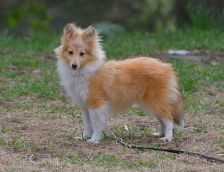 Young Sheltie dog walking in park