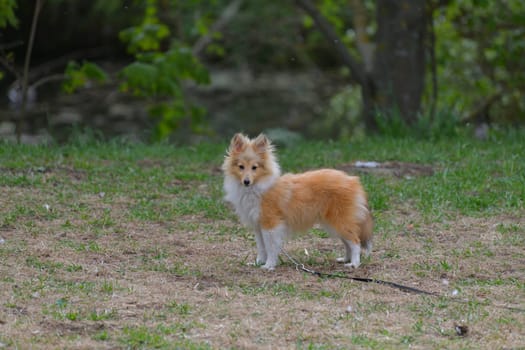 Young Sheltie dog walking in park