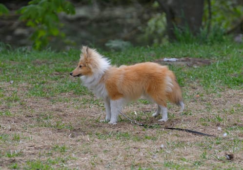 Young Sheltie dog walking in park