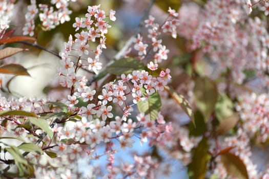 Beautiful Pink blooming bird cherry in an early spring