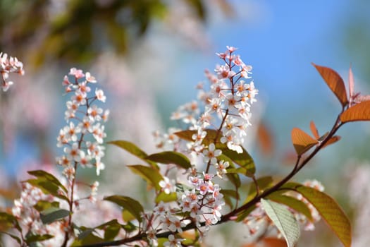 Beautiful Pink blooming bird cherry in an early spring