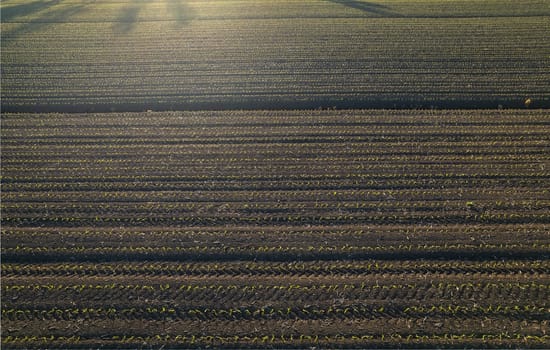 aerial view of young corn crops grwing under the sun in dry soil at sunset drone shot